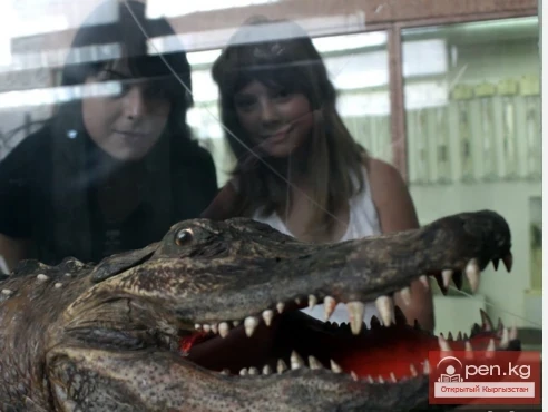 Зоологиялык музейи Сапаша Касиевдин атында БПИ НАН КР