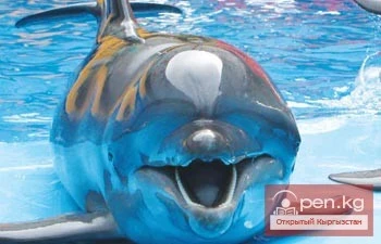 Дельфиндер, деңиз арыстаны жана ак кит Бишкекте гастролдоп жатышат
