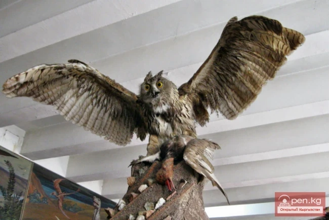 Zoological Museum of the Biological and Soil Institute of the National Academy of Sciences of the Kyrgyz Republic