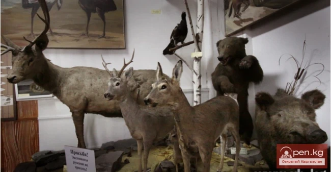 Биология – топурак институтунун зоология музейи