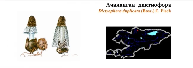 Doubled Netted Stinkhorn (Dictyophora) / Achalangan Dictyophora