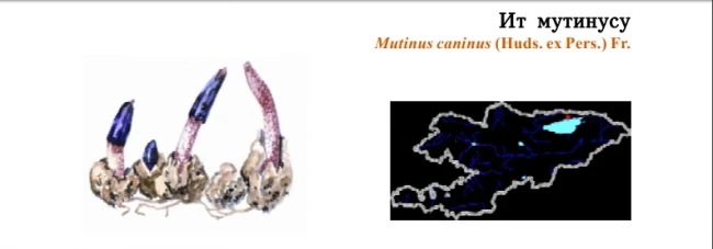 Mutinus caninus / It mutinus / Dog Stinkhorn