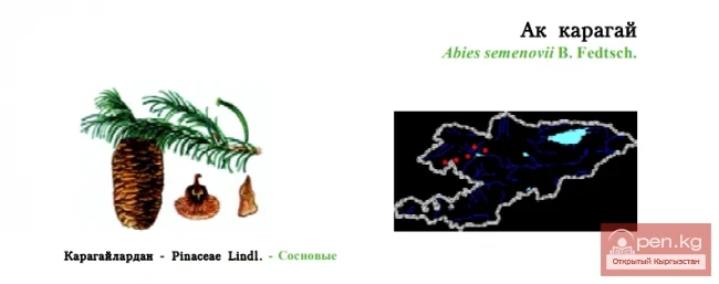 Semenov's Fir-tree / Ak-Karagai / Semenov’s, or Tien Shan, Fir-tree