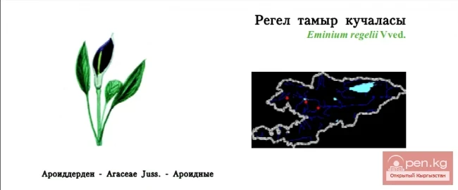 Эминиум Регеля / Регел тамыр кучаласы / Regel’s Eminium