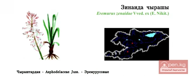 Эремурус Зинаиды / Зинаида чырашы / Zenaida’s Foxtail Lily
