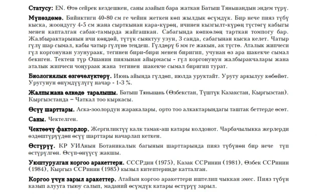 Pskem Onion / Pskem piyazy / Лук пскемский