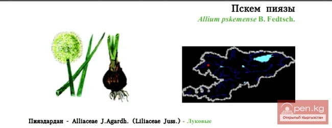 Лук Пскемский / Пскем пиязы / Pskem пиязы