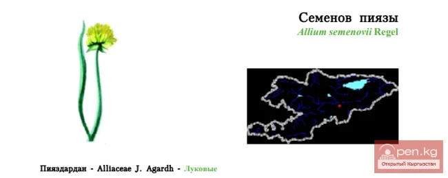 Лук Семенова / Семенов пиязы / Семенов пиязы