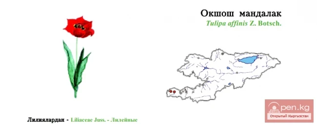 Окшош мандалак / Тюльпан родственный / Similar Tulip