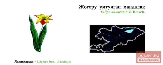 Тюльпан жогору умтулган / Жогору умтулган мандалак / Chatkal сары тюльпаны