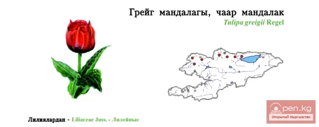 Greig's Tulip, Variegated Tulip / Greig Mandalagy, Chaar Mandalak / Greig’s Tulip