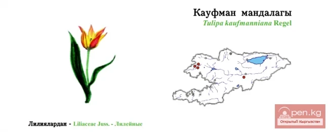 Тюльпан Кауфмана / Кауфман мандалагы / Kaufmann’s Tulip