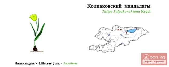 Тюльпан Колпаковского / Колпаковский мандалагы / Kolpakovski’s Tulip