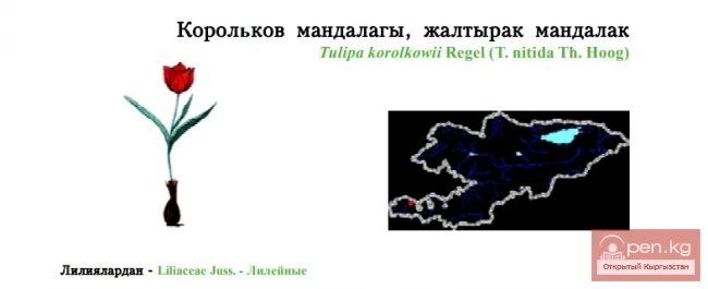 Тюльпан Королькова, блестящий / Корольков мандалагы, жалтырак мандалак / Korolkov’s Tulip