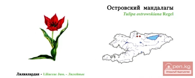 Тюльпан Островского / Островский мандалагы / Ostrovski’s Tulip