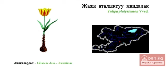 Broad-stamened Tulip / Tulip with Wide Stamens / Жазы аталыктуу мандалак
