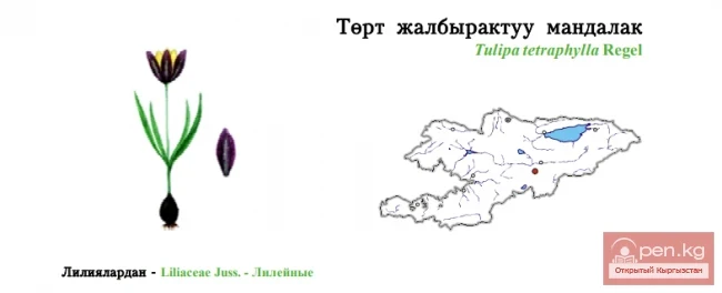 Төрт жалбырактуу мандалак / Тюльпан четырехлистный / Quadrifolious Tulip