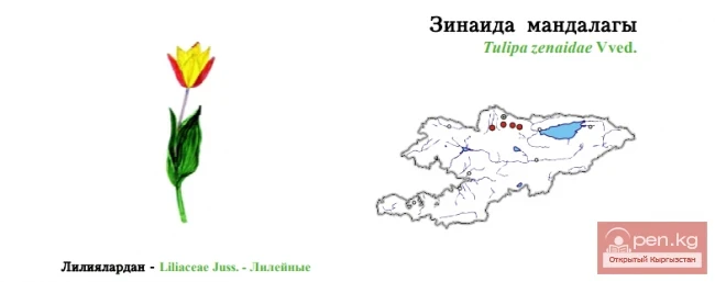 Тюльпан Зинаиды / Зинаида мандалагы / Zenaida’s Tulip