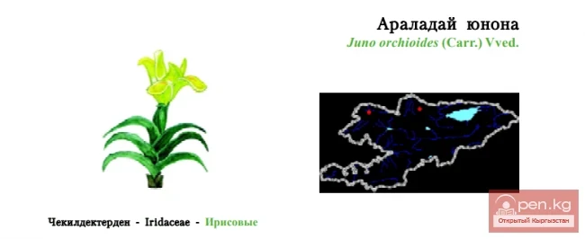 Orchid-like Juno / Araladay Juno / Juno Orchid