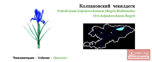 ридодиктиум Колпаковского / Колпаковский чекилдеги / Kolpakovski’nin Blueflag