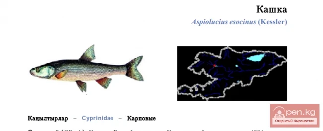 Pike Asp / Kashka / Pike Asp