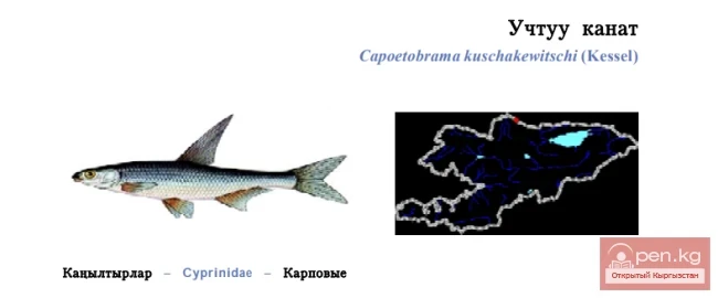 Чуйская остролучка / Учтуу канат / Eastern Ostroluchka