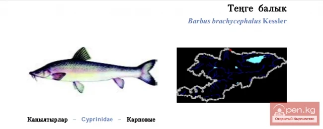 Аральский усач / Тенге балык / Aral Barbel