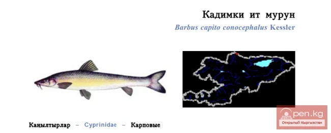 Turkestan Barbel / Kadimki It Murun / Turkestan Barbel