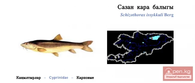 Issyk-Kul Marinka / Carp Fish / Issyk-Kul Marinka