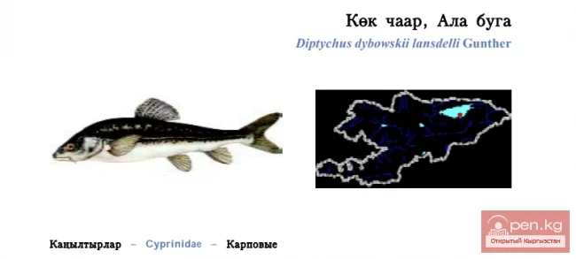 Issyk-Kul Scaleless Osman / Kök Chaar, Ala Buga
