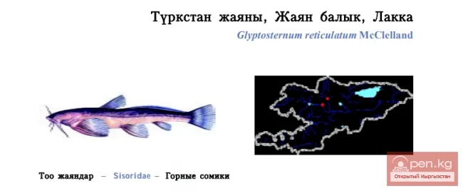 Turkestan Catfish / Turkestan Zhayany, Zhayany Fish, Lakka