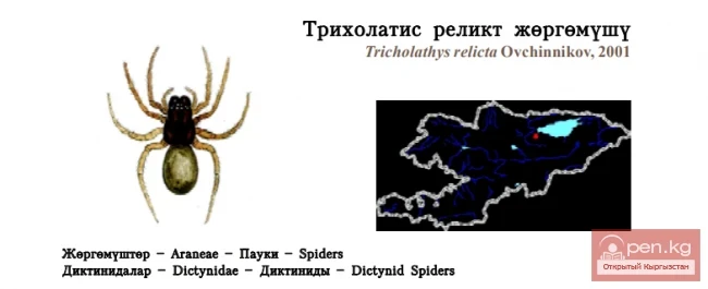Паук Трихолатис реликтовая / Трихолатис реликт жёргёмушу / Ovchinnikov’s Relic Spider