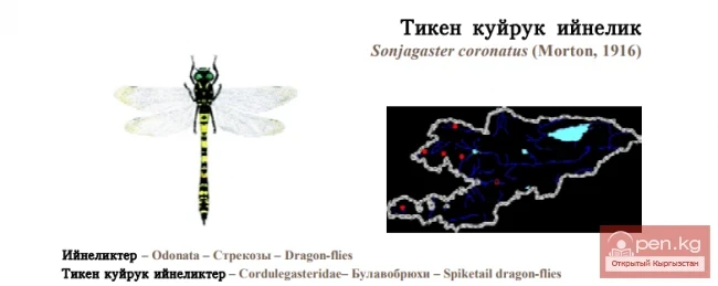 Булавобрюх увенчанный / Тикен куйрук ийнелик / Coronate Spiketail
