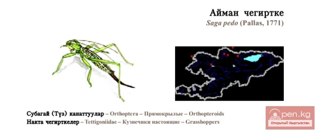 Steppe Dybka / Ayman Katydid / Matriarchal Katydid, Predatory Bush Cricket