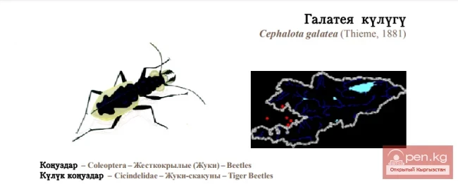 Скакун Галатея / Галатея кулугу / Galatea Тигр жук