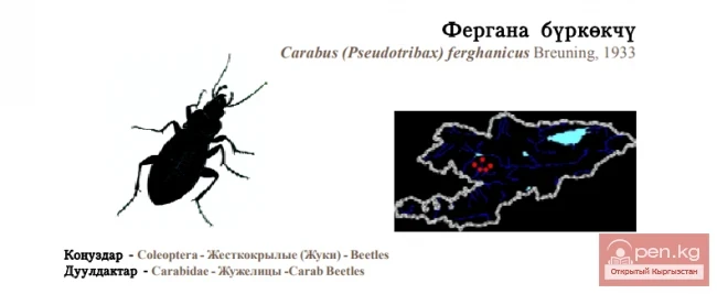 Брызгун ферганский / Фергана буркёкчү / Fergana Ground Beetle