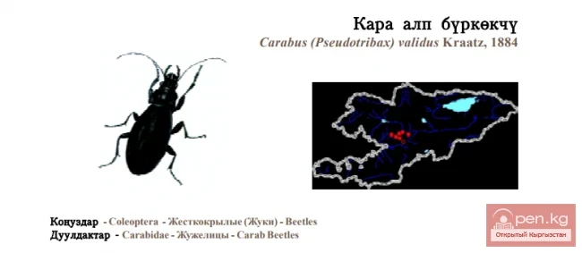 Брызгун могучий / Кара алп буркёкчу / Vigorous Ground Beetle
