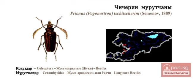 Chicherin's Root Borer