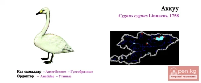 Лебедь-кликун / Аккуу / Whooper Swan