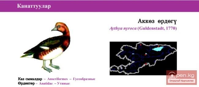 Белоглазая чернеть / Аккоз ордогу / Ferruginous Duck