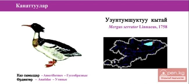 Длинноносый крохаль / Узунтумшуктуу кытай / Red-breasted Merganser