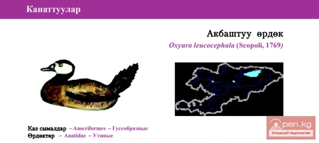 Савка / Акбаштуу ордок / Ак баштуу үйрөк