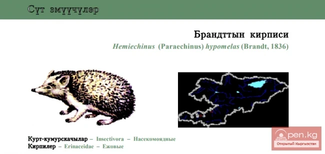 Long-eared Hedgehog / Brandt's Hedgehog / Brandt’s Hedgehog