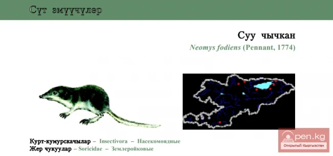 Обыкновенная кутора / Суу чычкан / Eurasian Water Shrew