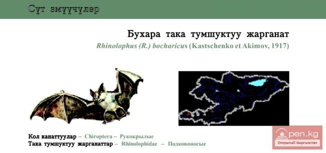 Bukhara Horseshoe Bat