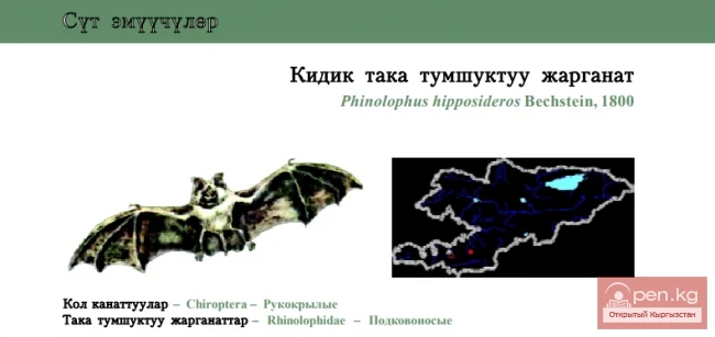 Lesser Horseshoe Bat / Kidik Taka Tumshuktyu Jarganat / Малый подковонос