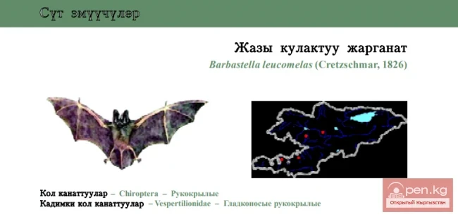 Asian Barbastelle / Asiatic Wide-eared Bat