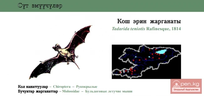 Broad-eared bat / Erin's bat / European Free-tailed bat