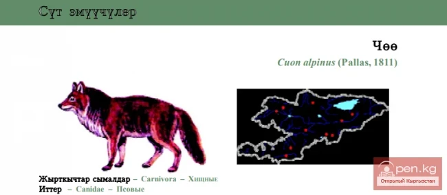 Red Wolf \ Chёё / Asiatic Wild Dog