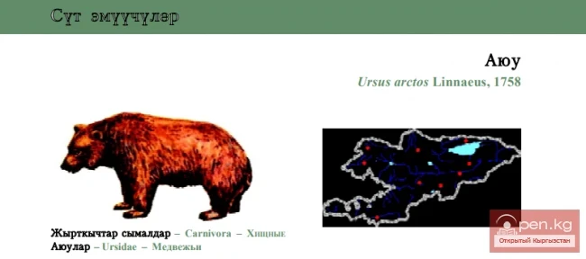 Brown Bear \ Ayyu / Brown Bear